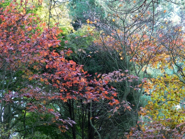 Bois des moutiers fall 2012 (3)